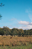 Fototapeta Sawanna - Kühe in Italien auf Sardinien, umgeben von Bäumen