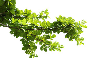 Green leaves with branch on transparent background