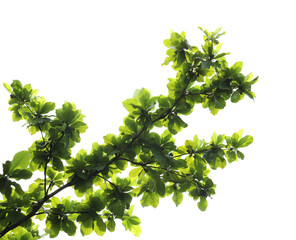 Wall Mural - Green leaves with branch on transparent background