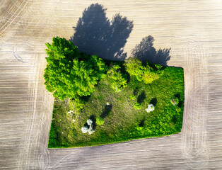 Wall Mural - green island (tree and forest) in brown field, abstract view from drone