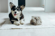 Beautiful Corgi dog with shedding fur lying on the floor. Fluffy doggy and coat shed annually in the spring or fall at home indoors. Hygiene allergy animal care concept.