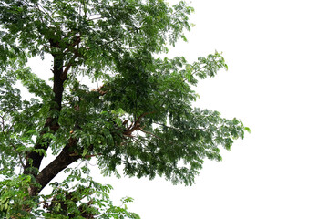 green tree isolated on white background