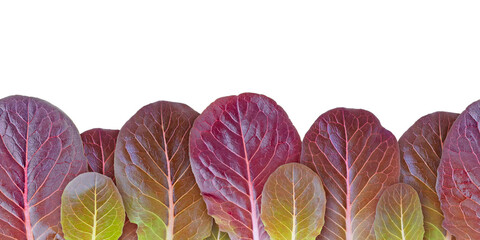 Sticker - Lettuce salad purple leaves seamless horizontal border pattern isolated transparent png. Lactuca sativa leaf vegetable.