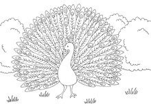 Peacock In The Garden Coloring Graphic Black White Landscape Sketch Illustration Vector