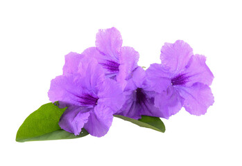 Wall Mural - Purple flowers on transparent png