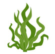 Edible seaweed illustration. Spirulina algae leafs isolated on white background.
