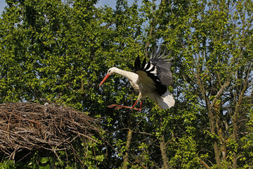 Wall Mural - White Stork, ciconia ciconia, Adult standing on Nest, Alsace in France