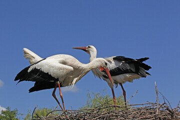 Wall Mural - White Stork, ciconia ciconia, Pair standing on Nest, Alsace in France