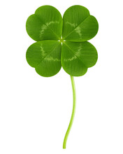 Clover Isolated On White Background, St. Patrick's Day Symbol, Full Depth Of Field