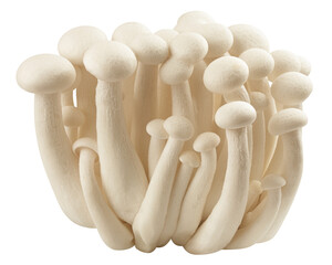 Shimeji mushroom, white beech mushrooms, isolated on white background, full depth of field