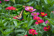Butterfly alighting on a zinnia