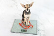 a small dog stands on the scales, the weight and health of the pet