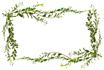 Wall Mural - twigs with small green leaves in a floral frame isolated on white or transparent background