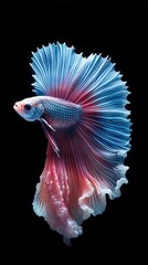 Wall Mural - Betta fish, beautiful fish in dark background (Ai generated)