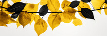 A Bunch Of Yellow Leaves On A White Background With A Black And Yellow Design On The Bottom Of The Image And The Bottom Of The Image Of The Leaves, Generative AI