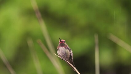 Wall Mural - A slow motion video of a male Anna's Hummingbird perched on a yucca leaf during a gentle summer rain shower. He sees another hummingbird and rises into the air to chase it away.