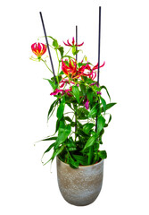 Wall Mural - Isolated potted flame lily flower