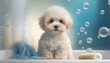 Portrait Maltipoo, Maltese puppy in bathtub with foam and soap bubbles. pets grooming and cleaning concept. copy space. illustration. Generative AI