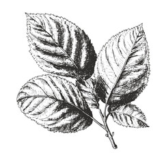 beech vector drawing. Isolated hand drawn object, engraved style illustration