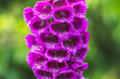 naparstnica purpurowa Digitalis purpurea kwitnąca w zbliżeniu
