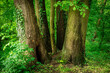 grube pnie drzew w lesie wokół jednego młodego pnia