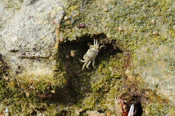 Wall Mural - Uca arcuata|crabe violoniste|Bowed fiddler crab|弧边招潮蟹|招潮蟹