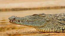 Alligator In The Everglades