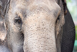 Fototapeta  - close up of an elephant face