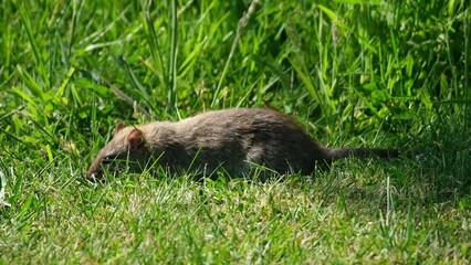 Wall Mural - Rats are various medium-sized, long-tailed rodents. Species of rats are found throughout the order Rodentia, but stereotypical rats are found in the genus Rattus. 