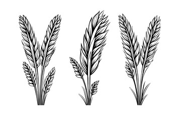 Wall Mural - Set of wheat bread ears cereal crop sketch engraving style vector illustration. 