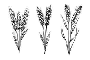 Sticker - Set of wheat bread ears cereal crop sketch engraving style vector illustration. 