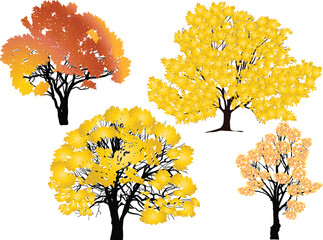 Wall Mural - four autumn trees collection isolated on white