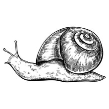 Sketch Snail Vintage Animal Illustration.