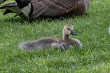 A Canada Goose Gosling With Adult In Background.