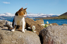 Landscape With Cat Of Icelandic Fjord That Is Surrounding Village Of Isafjordur - Iceland