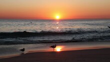 Seagulls At Sunset In Laguna Beach