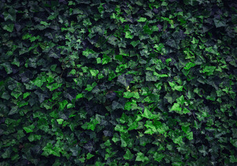 Dark Evening Ivy Texture Background, Crepeper Green Hedge in Night, Wall of Hedera Helix, Creeper Foliage