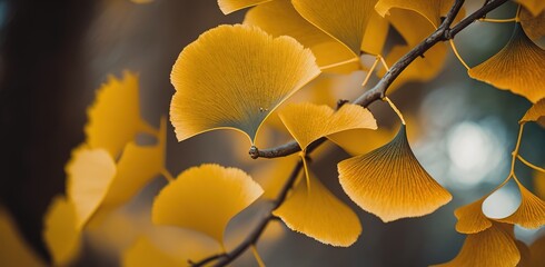 Wall Mural - falling gingko leaves at close-up