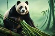 © Rabia - panda eating bamboo