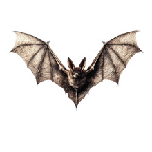Bat Wings Isolated On A Transparent Background, Generative Ai