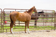 A chestnut gelding standing by the fence in a round pen with a bay horse in the background.
