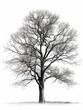 © Michael - Tree in winter on white background, graphic asset for trees, AI