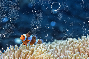 Poster - air bubbles tropical aquarium ocean underwater background