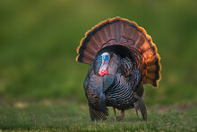 Portrait Of A Wild Turkey In Display On Grass With The Forest In The Background