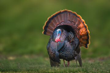 portrait of a wild turkey in display on grass with the forest in the background