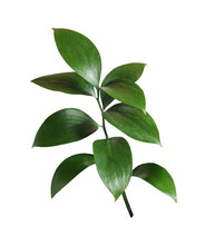 Twig Of Ruscus With Green Leaves Isolated On White Or Transparent Background