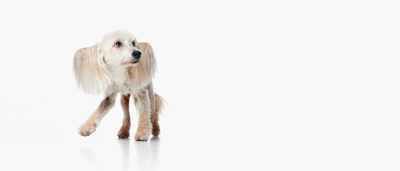 Image of cute, funny looking Chinese Crested Dog walking against white studio background. Concept of animal, dog life, care, beauty, vet, domestic pet. Copy space for ad