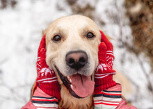 Golden Retriever Dog With Tongue Out Enjoying Girl Hands On Winter Nature Background