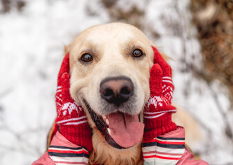 Wall Mural - Golden retriever dog with tongue out enjoying girl hands on winter nature background