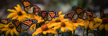 A Swarm Of Monarch Butterflies Resting On A Vibrant Orange And Yellow Flower, Generative AI